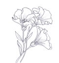 Line ink drawing of flower Royalty Free Stock Photo