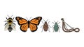 Insect Diversity Illustrated: Bee, Butterfly, Bugs, and a Twisted Worm Royalty Free Stock Photo