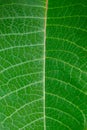 Line on leaf