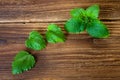 Line of lemon balm leaves on wood Royalty Free Stock Photo