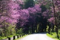 A line of lilac colored redbud trees lining a path.