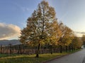 Line of lime tree in beautiful colours of autumn