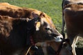 Line of Limousin beef cows in lush green countryside