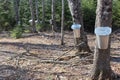 A line of maple trees tapped with sap buckets for collecting the sap for maple syrup Royalty Free Stock Photo