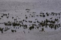 Line of marsh oysters in water