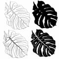 Line monstera leaf set, black white illustration. Beautiful natural outline icon or clip art. Exotic tropical jungle plant symbol. Royalty Free Stock Photo