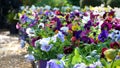 Multicolored Pansies in a Garden Center Royalty Free Stock Photo