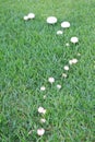 A line of mushrooms growing in grass 2 Royalty Free Stock Photo