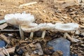 A Line Of Mushrooms Royalty Free Stock Photo