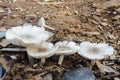 Line Of Mushrooms In Sawdust