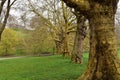 A line of Oak trees in Greenwich park Royalty Free Stock Photo