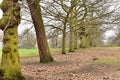 A line of Oak trees in Greenwich park Royalty Free Stock Photo