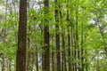 Line of oak trees surrounded by maple trees - Rainbow Springs State Park, Dunnellon, Florida, USA Royalty Free Stock Photo