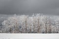 Old silver birch trees coated in heavy frost Royalty Free Stock Photo