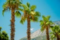 Line of palm trees on blue sky and mountains background. Tropical landscape Royalty Free Stock Photo