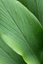 Line pattern and texture of fresh green leaf background,Nature background,Green background,Close-up of banana leaf Royalty Free Stock Photo