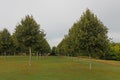 Line of planted trees