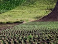 Line of plots on highland farm