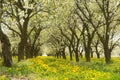 Line of plum trees in beautiful orchard Royalty Free Stock Photo