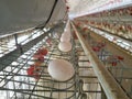 line of poultry egg in layer farm