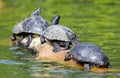 A line of Red-eared slider turtles sunbathing.