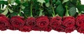 Line of red roses isolated on white background