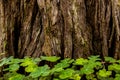 Line of redwood sorrel Oxalis oregana at the mossy base of a coastal redwood Sequoia sempervirens, background