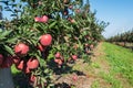 Red apple orchard in Poland Royalty Free Stock Photo