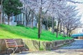 Line of sakura tree at park