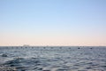 A line of sea buoys floats on the waves. Behind it, ships sail in the distance against the horizon