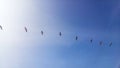 A line of seagulls flying through the blue sky of the beaches of Mancora