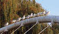 A line of seagulls resting on top oif a bridge.