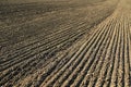 Line with seeds on agriculture field soil