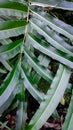 Line and shodow bright green leaves in the garden Royalty Free Stock Photo