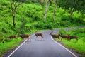 Line of sika deer (Cervus nippon) crossing the road in greenery