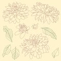 Line sketch of peonies