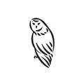 Line style owl bird hand drawn illustration Royalty Free Stock Photo