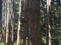 A line of the Tall Trees in the Green Forest Royalty Free Stock Photo