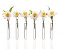 Line of test-tubes with flowers Royalty Free Stock Photo