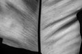 Line texture of banana leaf as black and white fine art in line form Royalty Free Stock Photo
