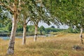 Line of Three Birch Trees in Tall Dry Grass along the River on a Sunny Day