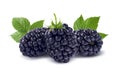 Line of three blackberries on white background