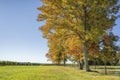 Line of Trees Atop a Hill Royalty Free Stock Photo