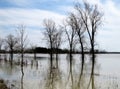 Line of trees submerged by the flooded water of the lake Royalty Free Stock Photo