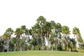 Line up of Coconut trees and palm trees isolated on white background Royalty Free Stock Photo