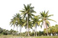 Line up of Coconut trees and palm trees isolated on white background Royalty Free Stock Photo