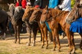 A line up of horses patiently standing and waiting for the beginning of ride in October with people on Royalty Free Stock Photo