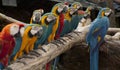 The line up of multi colored parrot Royalty Free Stock Photo
