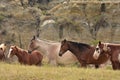 Line Up of Wild Spanish Mustangs in the Dakotas Royalty Free Stock Photo