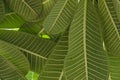 Line vein pattern of underside of plumeria leaves